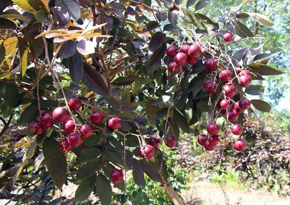 Theo Dân Việt, trong khi nhiều loại hoa quả Việt đang rớt giá do không xuất khẩu được vì ảnh hưởng của Covid-19 thì nhãn tím Sóc Trăng, Cần Thơ vẫn giữ được giá cao. Ảnh: Facebook.