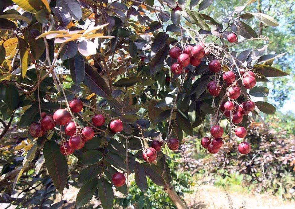 Su that ve nhan tim chi co o Viet Nam, gia cao “ngat nguong” duoc san lung