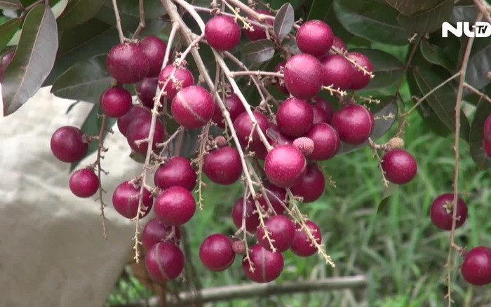 Từ thân, lá cho đến hoa và quả của giống nhãn này đều có màu tím rất khác biệt. Ảnh: Người lao động.