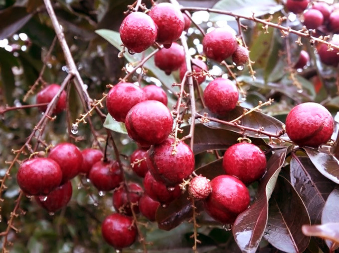 Nhãn tím đang được bán lẻ trên thị trường với giá 250.000 đồng/kg. Thậm chí, có khách muốn đặt mua thêm song nhà vườn ở Sóc Trăng không có hàng. Ảnh: Dân Việt.