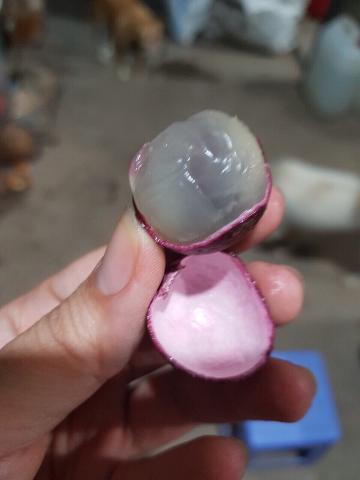 Nhãn tím còn có cơm dày và có mùi thơm hơn nhãn thường. Ảnh: Internet.