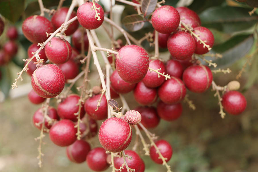 Thấy lạ, ông tìm cách nhân giống loại nhãn này và gọi là nhãn tím. Ảnh: Vietnamnet.