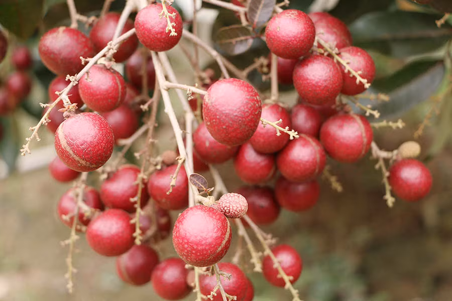 Thấy lạ, ông tìm cách nhân giống loại nhãn này và gọi là nhãn tím. Ảnh: Vietnamnet.