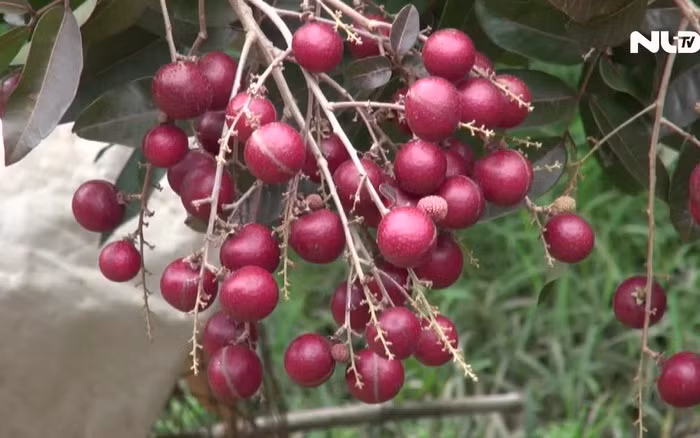 Từ thân, lá cho đến hoa và quả của giống nhãn này đều có màu tím rất khác biệt. Ảnh: Người lao động.