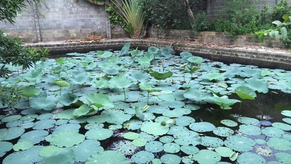 Bên ngoài còn có hồ sen yên bình. Ảnh: Nld.