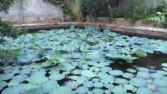 Bên ngoài còn có hồ sen yên bình. Ảnh: Nld.