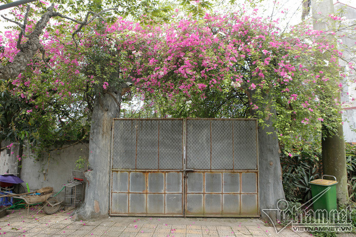 Nghệ sĩ Giang Còi cũng sở hữu mảnh đất 10.000m2 ở ngoại thành Hà Nội. Ảnh: Vietnamnet.