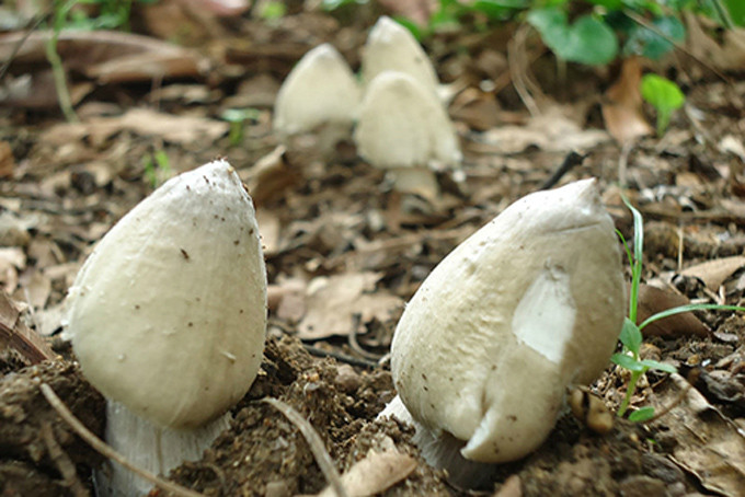 Nấm mối chỉ mọc trong tự nhiên, và cho đến nay, vẫn không thể nhân giống để trồng nhân tạo. Ảnh: Ngoisao.