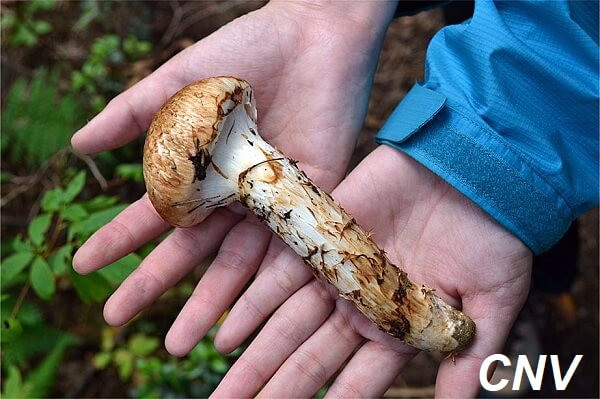 Theo đó, nấm tùng nhung tươi giá 18 - 20 triệu đồng, còn nấm tùng nhung khô 30 triệu đồng/kg, thậm chí hàng "tuyển" giá có thể lên tới 40 - 45 triệu đồng/kg. Ảnh: CNV