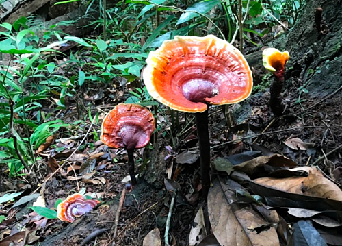 Từ tháng 5 đến giữa tháng 8 là thời điểm người dân nhiều tỉnh vùng núi đi săn nấm lim xanh. Tuy nhiên, muốn tìm được nấm lim xanh, người thợ phải vào tận rừng sâu. Ảnh: Vnexpress.