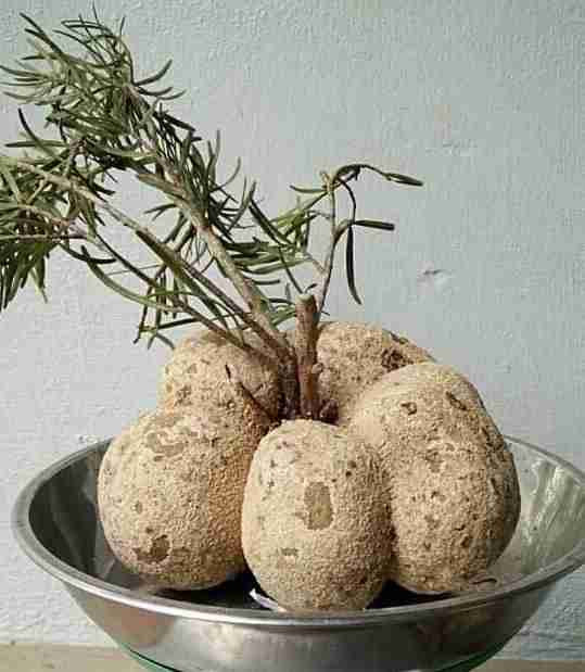 Trên thị trường, nấm phục linh thiên có giá khá cao, dao động từ vài trăm tới hơn 1 triệu đồng/kg. Ảnh: Caythuoc. Video: Nghẹn đắng mua nước ngọt với giá đắt đỏ. Nguồn: VTC1