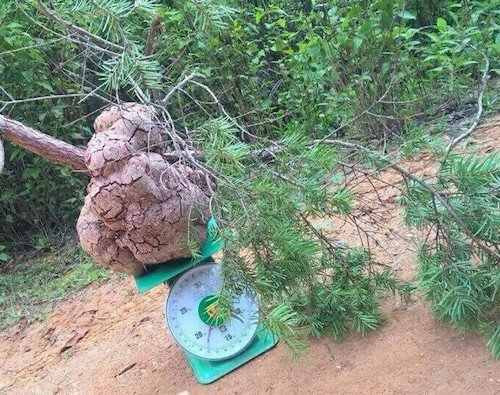 Nấm phục linh thiên được nhiều người ví như “nhân sâm Việt” bởi giá trị dược liệu quý hiếm. Loại nấm này chỉ mọc trên ngọn cây vân sam (loài cây thuộc họ thông) và có nhiều ở vùng núi Hoàng Liên Sơn như: Lào Cai, Yên Bái…Ảnh: Facebook.