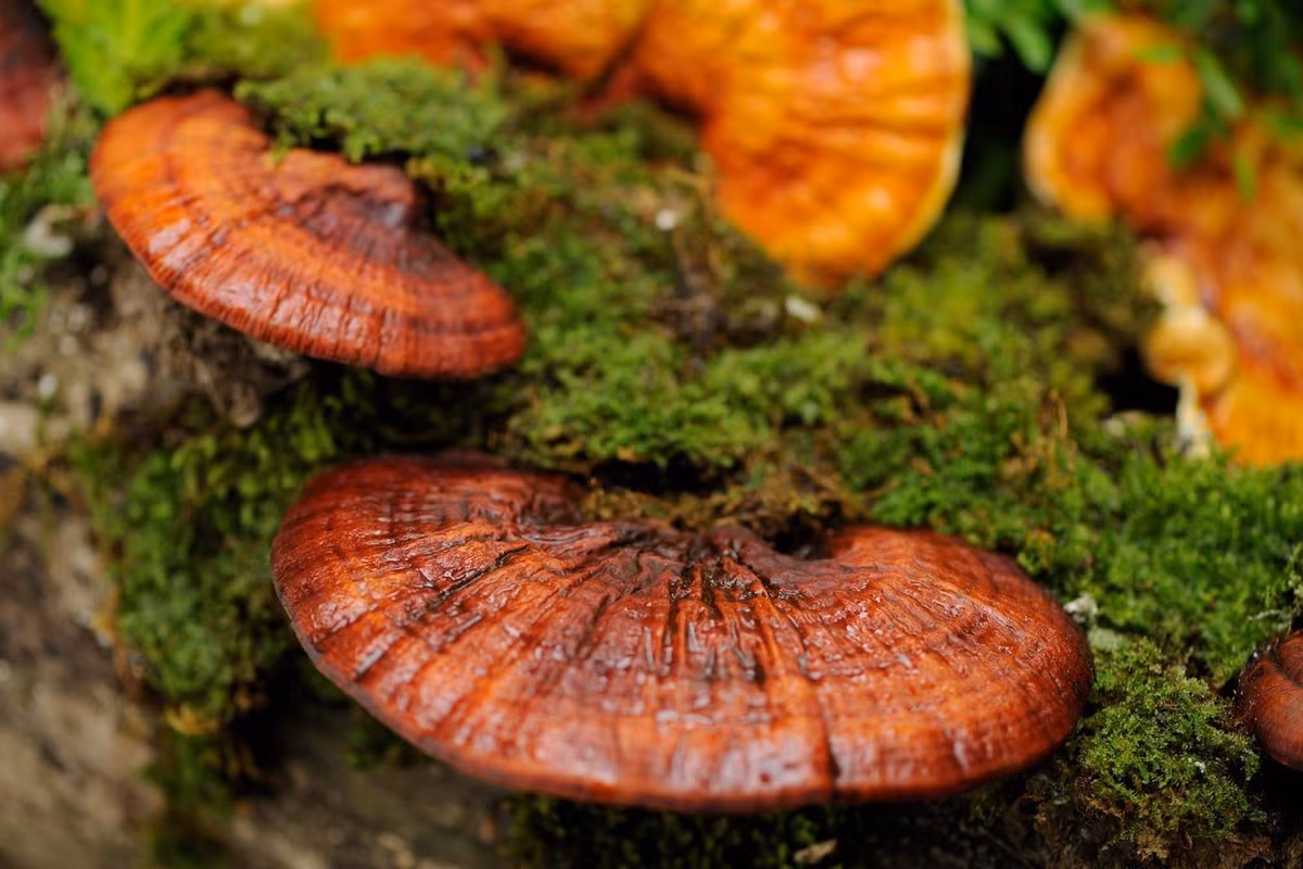 Cũng bởi số lượng hạn chế nên giá nấm lim xanh tươi dao động từ 1-2 triệu đồng/kg, tùy loại. Nấm khô giá có thể lên tới 3,5 triệu đồng/kg. Ảnh: Internet.