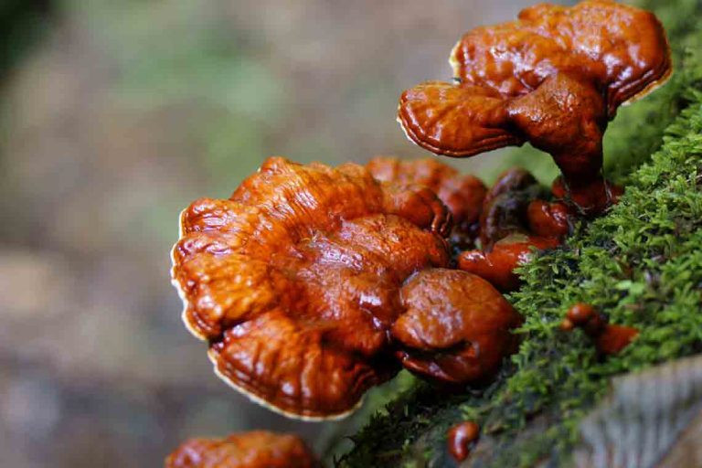 Nấm lim xanh cũng là một trong những loại nấm thuộc hàng đắt được nhà giàu Việt săn lùng. Đây là loại nấm được tìm thấy nhiều trong những cánh rừng nguyên sinh. Ảnh: Internet.