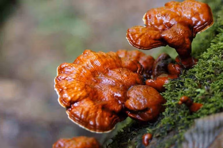 Nấm lim xanh cũng là một trong những loại nấm thuộc hàng đắt được nhà giàu Việt săn lùng. Đây là loại nấm được tìm thấy nhiều trong những cánh rừng nguyên sinh. Ảnh: Internet.