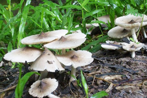 Do mọc tự nhiên và chỉ xuất hiện trong thời gian ngắn nên nấm mối cũng có giá khá cao, gần 1 triệu đồng/kg. Thậm chí, người mua phải đặt trước nhiều ngày mới có hàng. Ảnh: Internet.