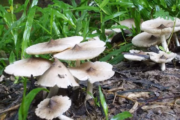 Do mọc tự nhiên và chỉ xuất hiện trong thời gian ngắn nên nấm mối cũng có giá khá cao, gần 1 triệu đồng/kg. Thậm chí, người mua phải đặt trước nhiều ngày mới có hàng. Ảnh: Internet.