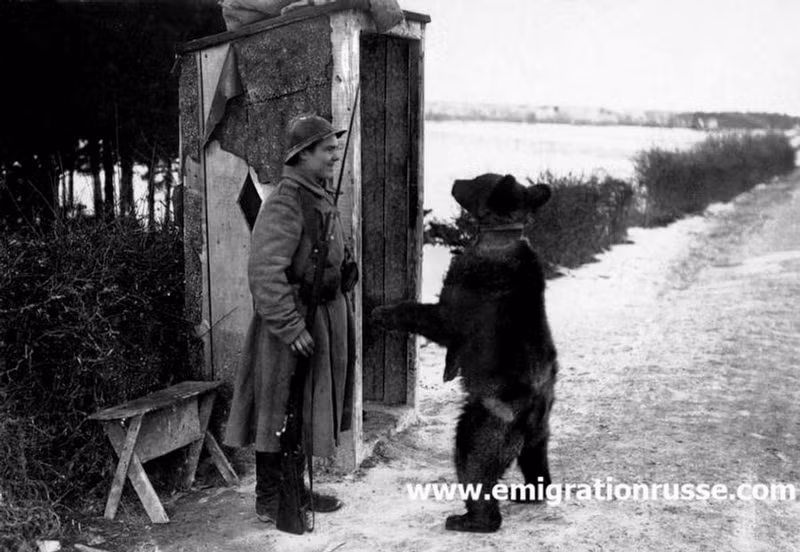 Chú gấu đặc biệt này được cung cấp mọi nhu cầu ăn uống giống như những binh sĩ Nga nên nó hoàn thành khá tốt công việc của mình trong quân ngũ, trong đó có việc canh gác. Trong ảnh là gấu Misha đứng bằng hai chân đối diện với một lính Nga.