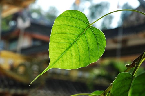 Nghiem ve le vo thuong moi ngay