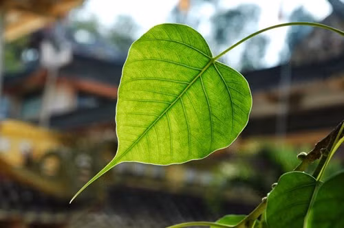 Nghiem ve le vo thuong moi ngay
