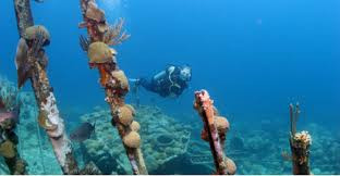 Cụ thể, loài Rhodactis howesii sinh sống trên những phần khung sắt của tàu đắm, khiến nhiều rạn san hô bị chết và làm giảm đa dạng sinh học.