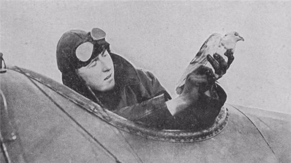 2. Báo cáo đầu tiên về cuộc đổ bộ D-Day do chim bồ câu đưa thư của RAF báo về. Chim bồ câu đưa thư đó có tên là Gustav đã mang thông tin từ tiền tuyến chuyển về.