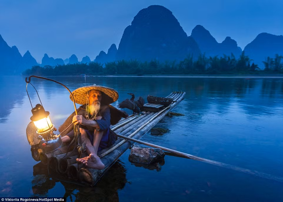 Họ đặt một tấm chắn ở cổ họng chim cốc để chúng không thể nuốt cá lớn mới bắt được. Thay vào đó, chúng sẽ mang cá lên tấm bè của ngư dân. Đối với những con cá nhỏ bắt được, chúng có thể ăn. Sau khi lấy cá ra khỏi miệng chim cốc, ngư dân lại thả con vật đó đi săn mồi tiếp.