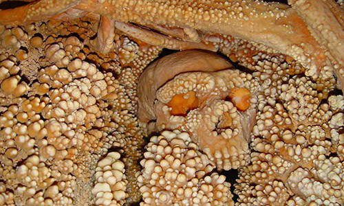 3. Mẫu ADN lâu đời nhất thế giới 150.000 năm tuổi. "Người đàn ông Altamura” là một bộ xương sọ chứa mẫu ADN có tuổi đời cao nhất thế giới. Các chuyên gia khảo cổ đã khai quật được hiện vật này ở hang Lamalunga thuộc thị trấn Altamura, Italy vào năm 1993. Đây là xương của giống người Neanderthal.