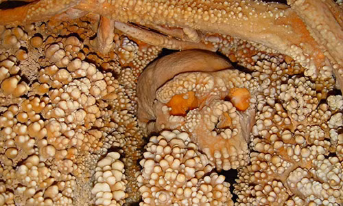 3. Mẫu ADN lâu đời nhất thế giới 150.000 năm tuổi. "Người đàn ông Altamura” là một bộ xương sọ chứa mẫu ADN có tuổi đời cao nhất thế giới. Các chuyên gia khảo cổ đã khai quật được hiện vật này ở hang Lamalunga thuộc thị trấn Altamura, Italy vào năm 1993. Đây là xương của giống người Neanderthal.