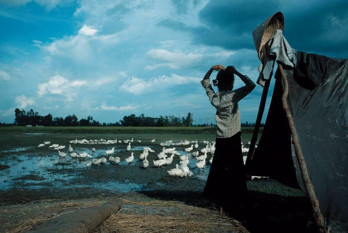 Người phụ nữ chăm coi đàn vịt trên cánh đồng ở Đồng bằng sông Cửu Long.