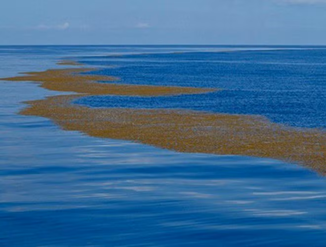 Biển Sargasso là một vùng biển ở giữa Bắc Đại Tây Dương, bị bao phủ bởi những dòng hải lưu. Nó tiếp giáp với hải lưu Gulf Stream về phía Tây; với hải lưu Bắc Đại Tây Dương về phía Bắc; với hải lưu Canary về phía Đông, với hải lưu Bắc Xích Đạo về phía Nam.