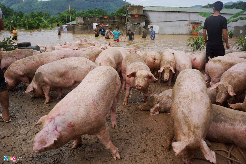 Hình ảnh ghi lại cảnh chủ trang trại nuôi 1.100 con lợn ở huyện Cẩm Thủy (Thanh Hóa) phải huy động cả trăm người đến cứu vớt lợn trong nước lũ. Ảnh: Zing.vn.