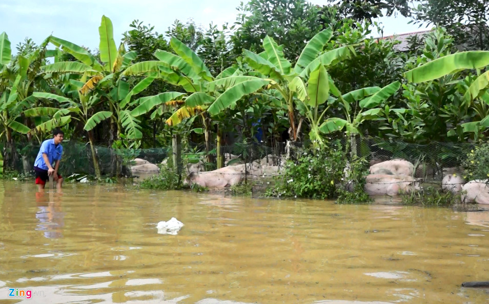 Chủ trang trại phải dùng lưới sắt rào lại để cho lợn không chui ra ngoài. Ảnh: Zing.vn