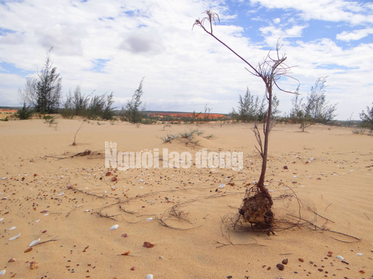 Can canh mo titan bam nat bai bien Binh Thuan-Hinh-10