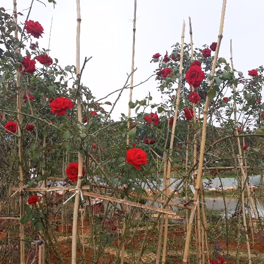 Tu trong cho vui de ngam, gio co vuon hong dang gia vai ty dong-Hinh-6