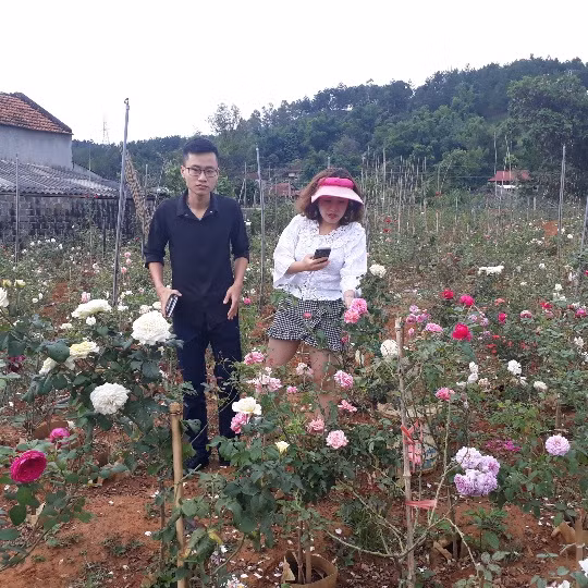 Tu trong cho vui de ngam, gio co vuon hong dang gia vai ty dong-Hinh-8