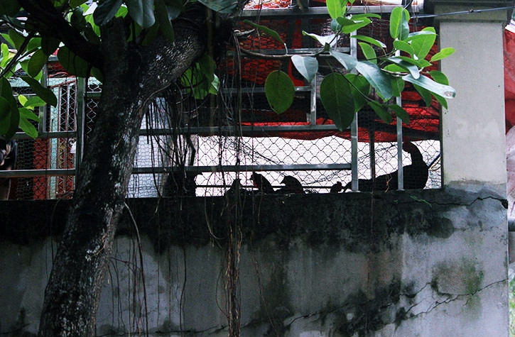 “Tối đến là gió, sóng nước đánh vào nhà vỡ hết ngói, tường các công trình phụ nên vật nuôi phải đem hết lên tầng hai nhốt ở cùng. Hai vợ chồng tôi đã lớn tuổi, còn có hai con nhỏ nhưng chả biết bơi thuyền nên chỉ biết trông chờ vào cơ quan chức năng cứu tế”, ông Chân chia sẻ.