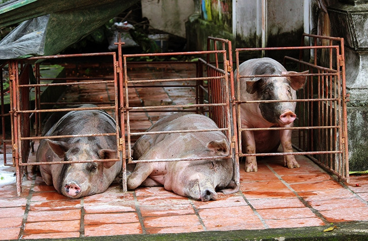 Một số gia đình may mắn “giải cứu” được lợn ra khỏi vùng nước lũ, nhưng cũng đành phải nhốt tạm bợ nơi nước không ngập tới.
