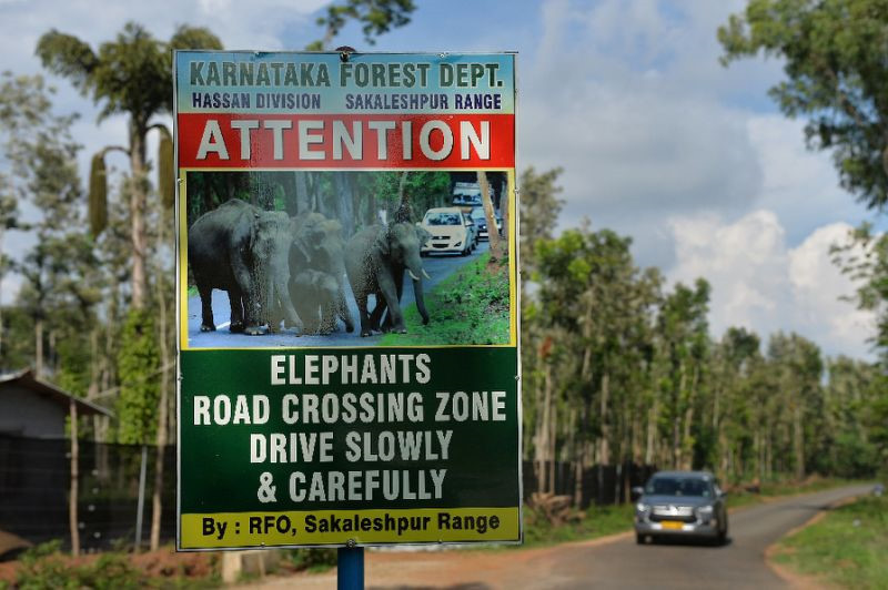 “Mọi nỗ lực khác đều đã thất bại, từ đào hào sâu tới lắp đặt lưới điện và thậm chí là sử dụng pháo sáng. Không ranh giới vật lý nào có thể ngăn cản chúng”, Krishman nói. Tận dụng việc sử dụng điện thoại ngày càng gia tăng tại Ấn Độ, tổ chức của Krishman phát triển một hệ thống xác định voi nhằm cảnh báo người dùng. “Chúng tôi lắp các biển báo xung quanh những cung đường voi thường đi qua và thiết lập dịch vụ tin nhắn cảnh báo. Việc này đã giúp giảm số vụ đụng độ giữa con người và động vật này”, ông nói. Ảnh: AFP.