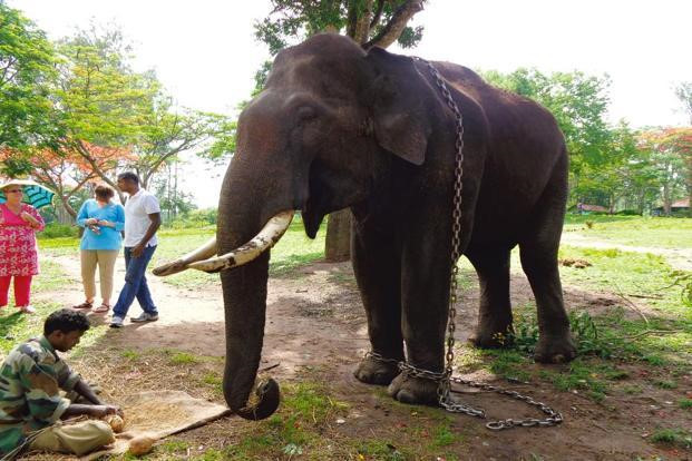 Surya, con voi đã giết Yogesh, cũng đang bị xích chân tại trại Dubare cùng 27 voi khác. Nơi này đồng thời trở thành địa điểm hút khách du lịch với hàng nghìn người ghé tới mỗi năm. Ảnh: AFP.