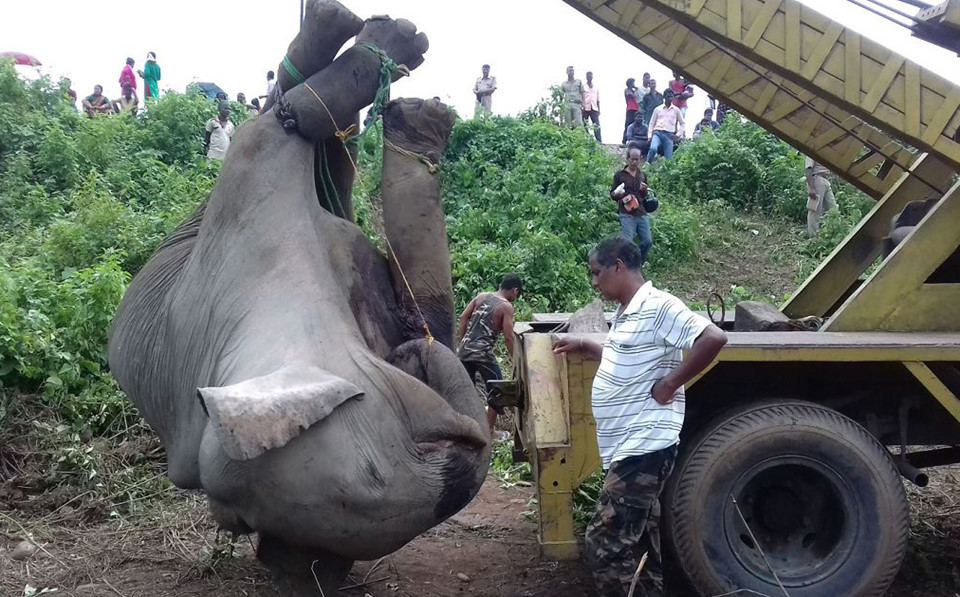 Tình thế nan giải khiến chính phủ Ấn Độ loay hoay, chưa tìm được biện pháp giải quyết. “Nếu vấn đề không được xử lý, tất cả chúng ta sẽ phải học cách sống cùng hiện thực”, một quan chức cấp cao giấu tên nói với AFP. Người này cũng nhận định: “Rất khó để thoát khỏi sức ép của sự phát triển và dân số”. Tại Karnataka, kiểm lâm thường bắt voi "gây rối" và đưa đến trại Dubare. Ảnh: AFP.