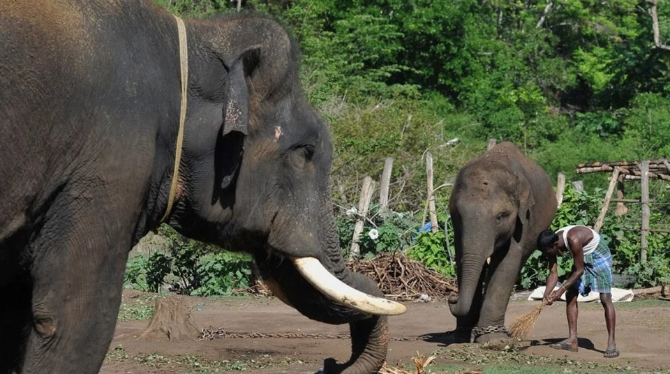 Girish, nông dân 48 tuổi, mất anh trai trong một cuộc đụng độ như vậy. Yogesh, anh trai ông Girish, bị voi giẫm đến chết. “Mọi thứ xảy ra quá nhanh. Con voi bất ngờ xuất hiện phía sau bụi rậm, giẫm đạp anh ấy và biến mất”, Girish kể. Ảnh: AFP.