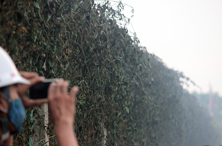 Lửa cháy quá lớn khiến cây leo ở hàng rào phân cách đường Đại lộ Thăng Long cũng bị cháy héo. Nguyên nhân xảy ra vụ cháy đang được làm rõ.