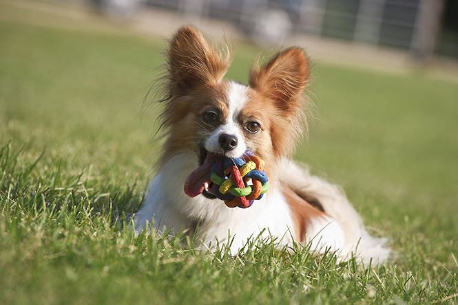 5. Chó săn vịt. Cân nặng trung bình: 6-7kg.