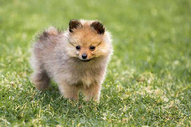 3. Chó Pomeranian. Cân nặng trung bình: 1,9-3,5kg.