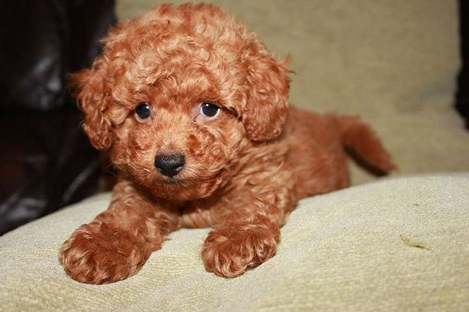 4. Chó bướm. Cân nặng trung bình: 3,6-4,5kg.