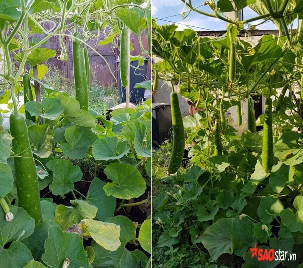 Chị Ngọc Anh cùng đại gia đình của mình sống ở nơi cách thủ đô Praha, CH Séc khoảng 15 phút lái xe. Gia đình đông người nên nhà chị trồng vườn rau to để cung cấp cho gia đình.