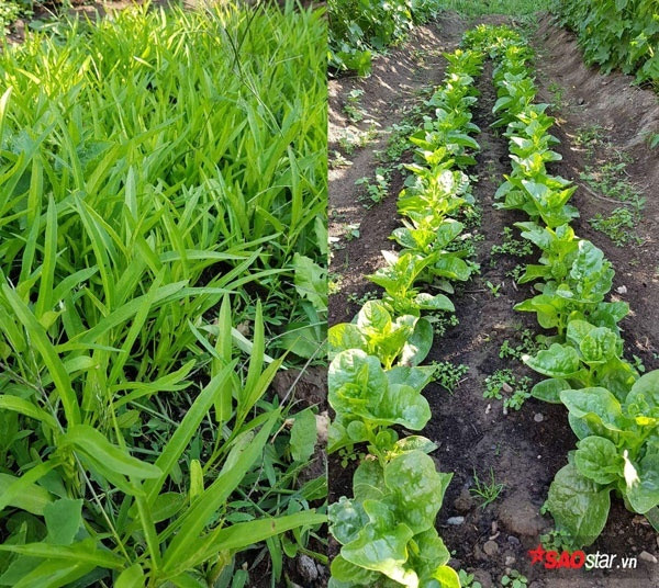 Khu vuon toan rau qua Viet hiem co cua co gai 9X tai CH Sec-Hinh-7