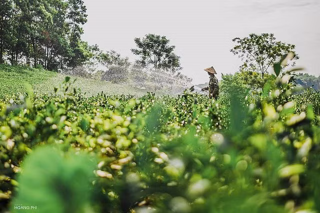 Tam su dang suy ngam cua nguoi vo trot ngoai tinh vi chong dau om-Hinh-2