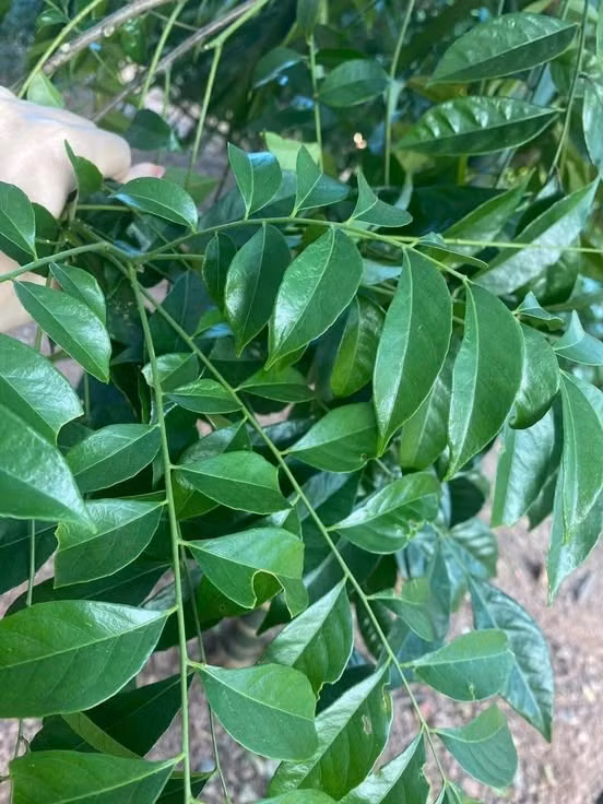 Loai la thom phuc lam gia vi la 